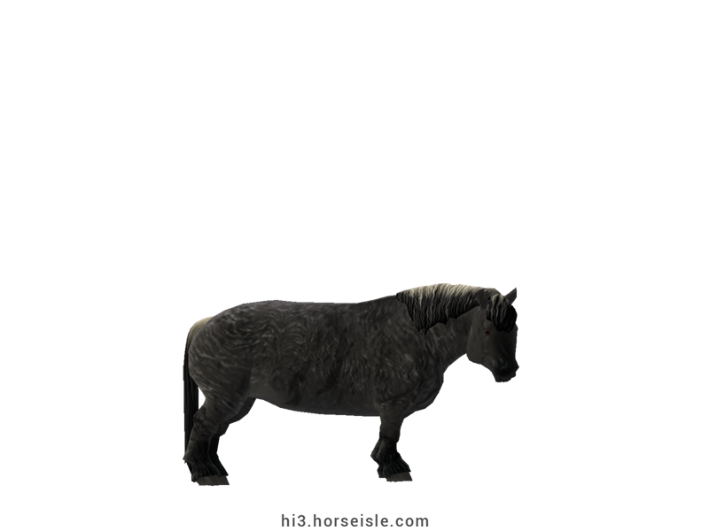 Cow-pony Highland Brindle Grulla Coat
